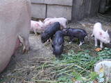 Животноводство,  Сельхоз животные Свиньи, цена 500 Грн., Фото