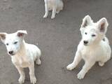 Собаки, щенята Біла Швейцарська вівчарка, ціна 4000 Грн., Фото