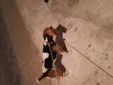 Собаки, щенята Бігль, ціна 2500 Грн., Фото