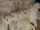 Собаки, щенки Вестхайленд уайт терьер, цена 34000 Грн., Фото