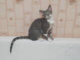Кішки, кошенята Девон-рекс, ціна 8300 Грн., Фото
