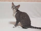Кошки, котята Девон-рекс, цена 8300 Грн., Фото