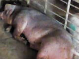 Животноводство,  Сельхоз животные Свиньи, цена 10000 Грн., Фото
