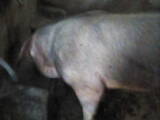 Животноводство,  Сельхоз животные Свиньи, цена 10000 Грн., Фото