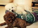 Собаки, щенки Той-пудель, цена 25000 Грн., Фото