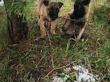 Собаки, щенки Бельгийская овчарка (Малинуа), цена 8000 Грн., Фото