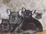 Собаки, щенята Невідома порода, ціна 8500 Грн., Фото