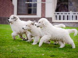 Собаки, щенки Пиренейская горная собака, цена 30000 Грн., Фото