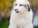 Собаки, щенята Піренейська гірська собака, ціна 30000 Грн., Фото