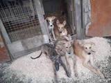 Собаки, щенки Грейхаунд, цена 1000 Грн., Фото