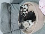 Собаки, щенята Сибірський хаськи, ціна 3000 Грн., Фото
