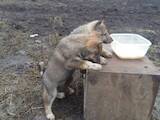 Собаки, щенята Західно-Сибірська лайка, ціна 2000 Грн., Фото
