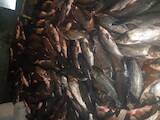 Продовольствие Рыба и рыбопродукты, цена 24 Грн./кг., Фото