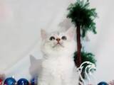 Кошки, котята Шиншилла, цена 6000 Грн., Фото