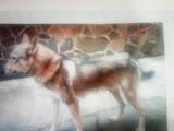 Собаки, щенята Західно-Сибірська лайка, ціна 4500 Грн., Фото