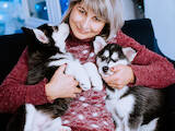 Собаки, щенята Сибірський хаськи, ціна 3000 Грн., Фото