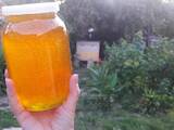 Продовольствие Мёд, цена 130 Грн./л., Фото