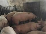 Животноводство,  Сельхоз животные Свиньи, цена 46 Грн., Фото