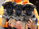 Собаки, щенята Німецька вівчарка, ціна 16000 Грн., Фото