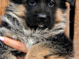 Собаки, щенята Німецька вівчарка, ціна 16000 Грн., Фото