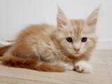 Кішки, кошенята Мейн-кун, ціна 5500 Грн., Фото