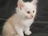 Кошки, котята Мэйн-кун, цена 5500 Грн., Фото