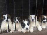 Собаки, щенки Среднеазиатская овчарка, цена 11500 Грн., Фото