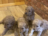Собаки, щенята Той-пудель, ціна 42000 Грн., Фото