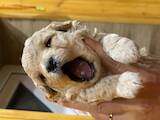 Собаки, щенята Той-пудель, ціна 42000 Грн., Фото