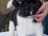 Собаки, щенята Американський акіта, ціна 28000 Грн., Фото