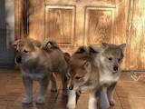 Собаки, щенки Западно-Сибирская лайка, цена 1300 Грн., Фото