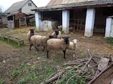 Животноводство,  Сельхоз животные Бараны, овцы, цена 50 Грн., Фото
