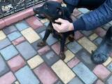 Собаки, щенята Ягдтер'єр, ціна 2000 Грн., Фото