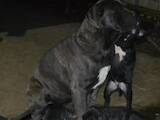 Собаки, щенята Кане Корсо, ціна 5000 Грн., Фото