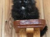 Кішки, кошенята Мейн-кун, ціна 7500 Грн., Фото