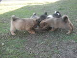 Собаки, щенки Восточно-Сибирская лайка, цена 650 Грн., Фото