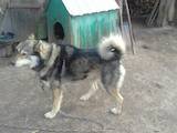 Собаки, щенята Східно-сибірська лайка, ціна 650 Грн., Фото