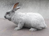 Тваринництво,  Сільгосп тварини Кролики, Нутрії, ціна 130 Грн., Фото