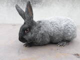 Тваринництво,  Сільгосп тварини Кролики, Нутрії, ціна 130 Грн., Фото