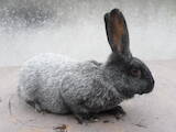 Животноводство,  Сельхоз животные Кролики, Нутрии, цена 130 Грн., Фото
