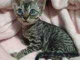 Кошки, котята Девон-рекс, цена 18000 Грн., Фото
