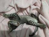 Кішки, кошенята Девон-рекс, ціна 18000 Грн., Фото