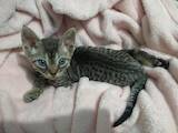 Кошки, котята Девон-рекс, цена 18000 Грн., Фото