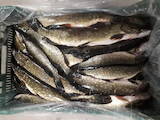 Продовольствие Рыба и рыбопродукты, цена 60 Грн./кг., Фото