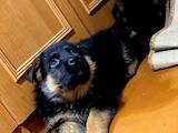 Собаки, щенята Німецька вівчарка, ціна 6000 Грн., Фото