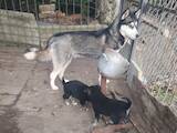 Собаки, щенята Сибірський хаськи, ціна 50 Грн., Фото
