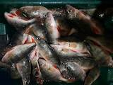Продовольствие Рыба и рыбопродукты, цена 36 Грн./кг., Фото