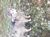 Собаки, щенята Сибірський хаськи, ціна 100 Грн., Фото