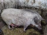 Животноводство,  Сельхоз животные Свиньи, цена 150 Грн., Фото