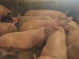 Животноводство,  Сельхоз животные Свиньи, цена 46 Грн., Фото